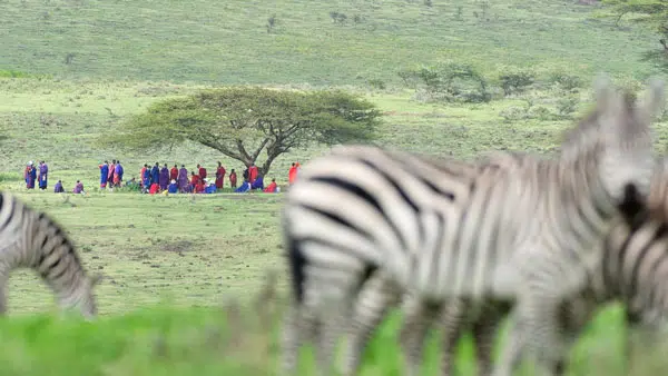 Zebra and Masai small